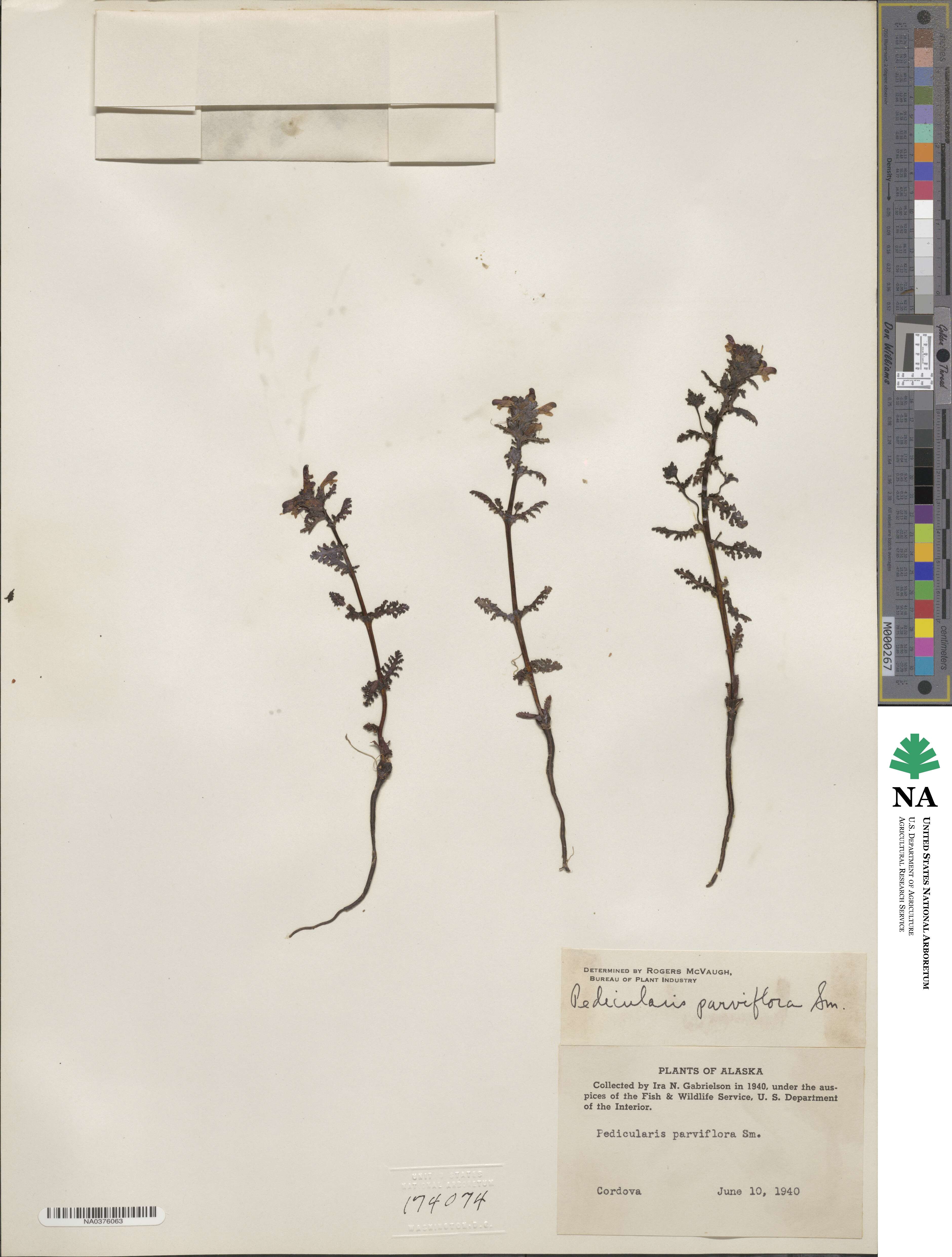 Pedicularis parviflora image