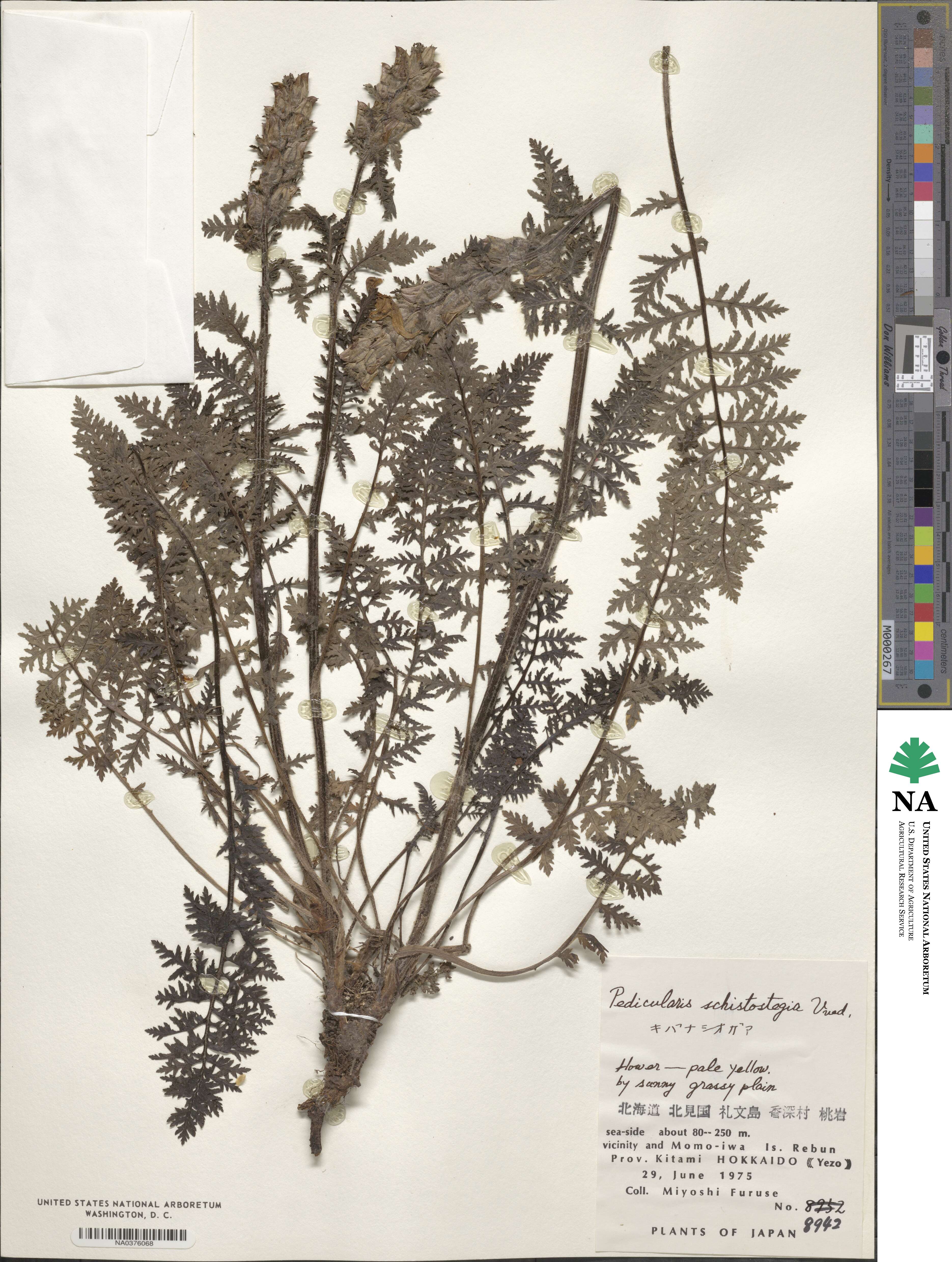 Pedicularis schistostegia image