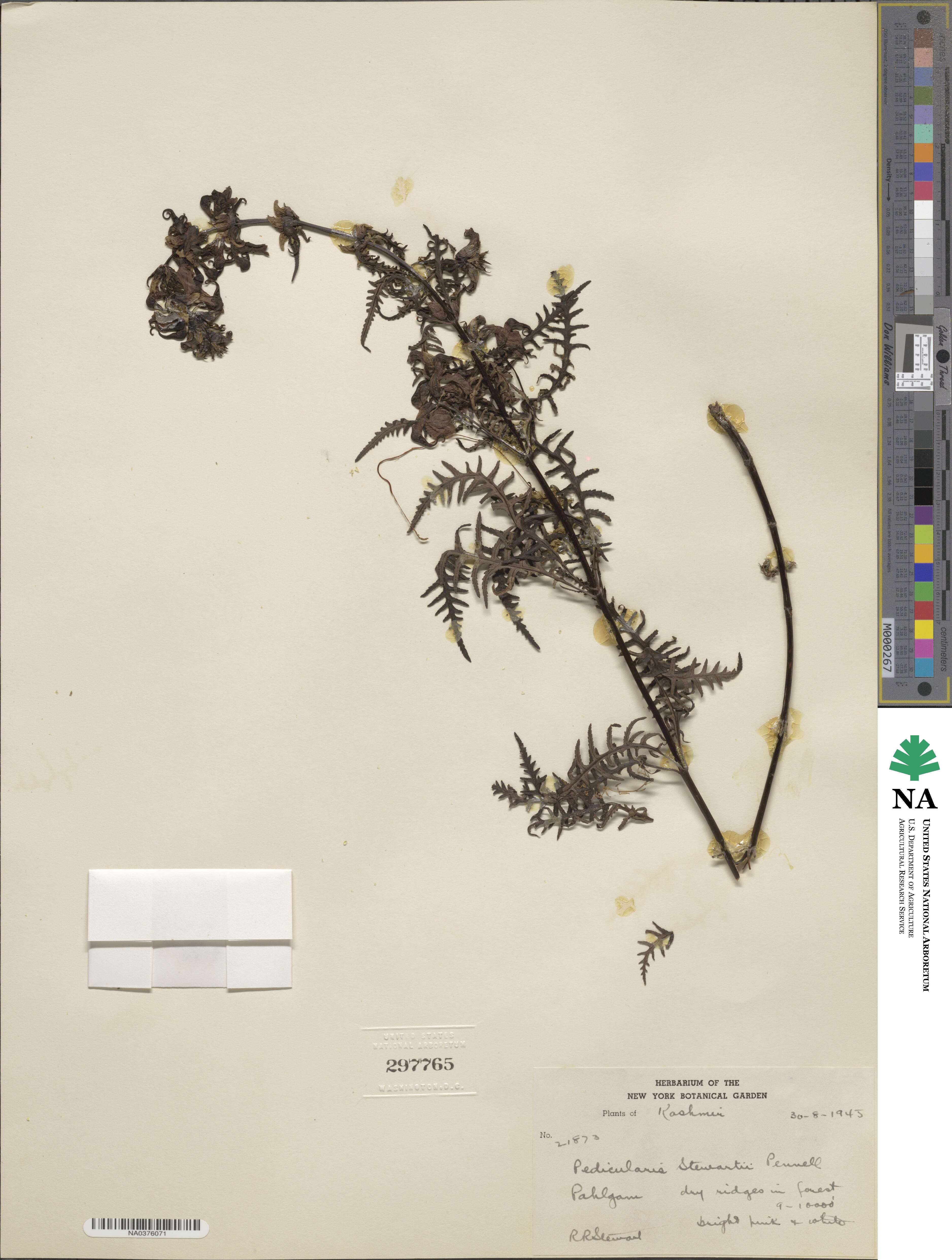 Pedicularis stewartii image