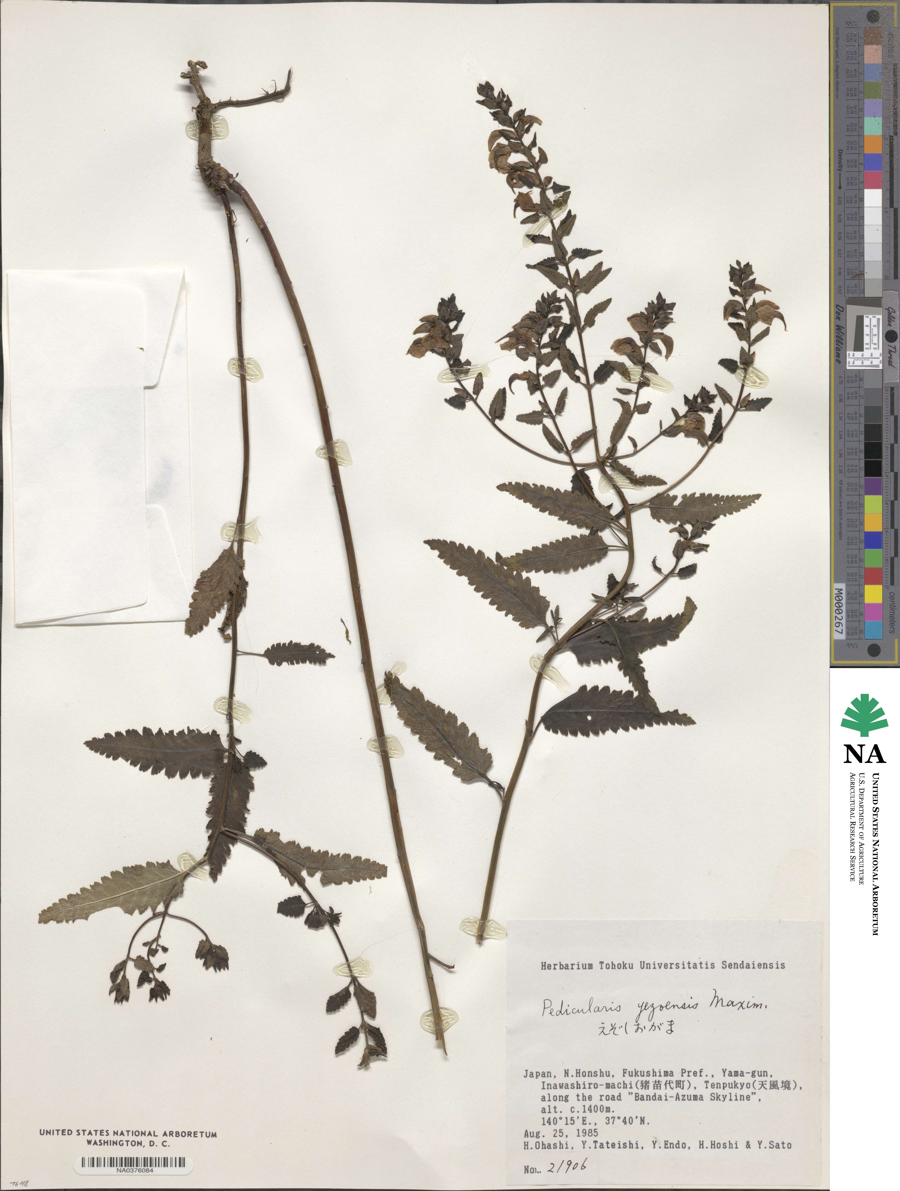 Pedicularis yezoensis image