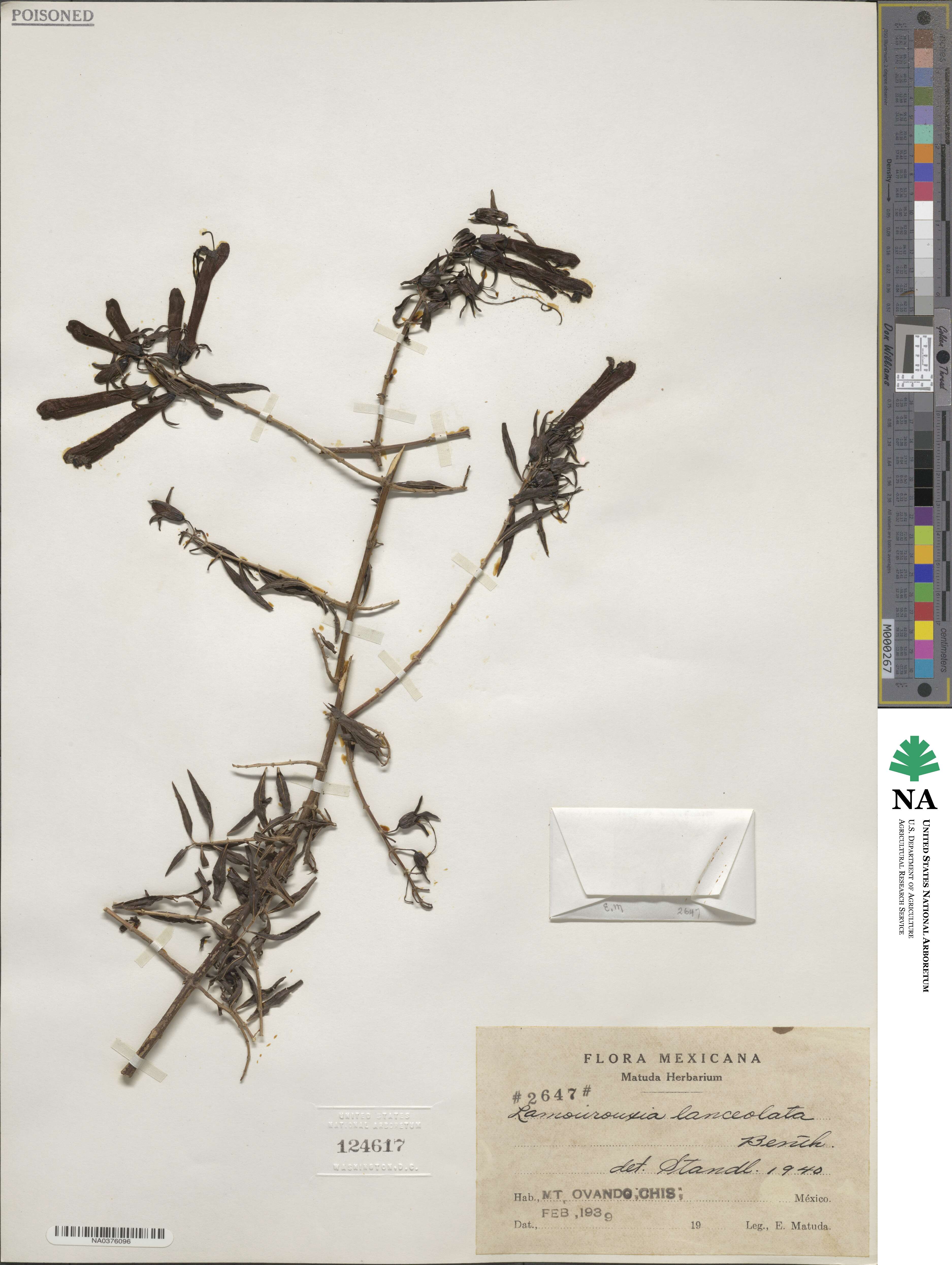 Lamourouxia lanceolata image