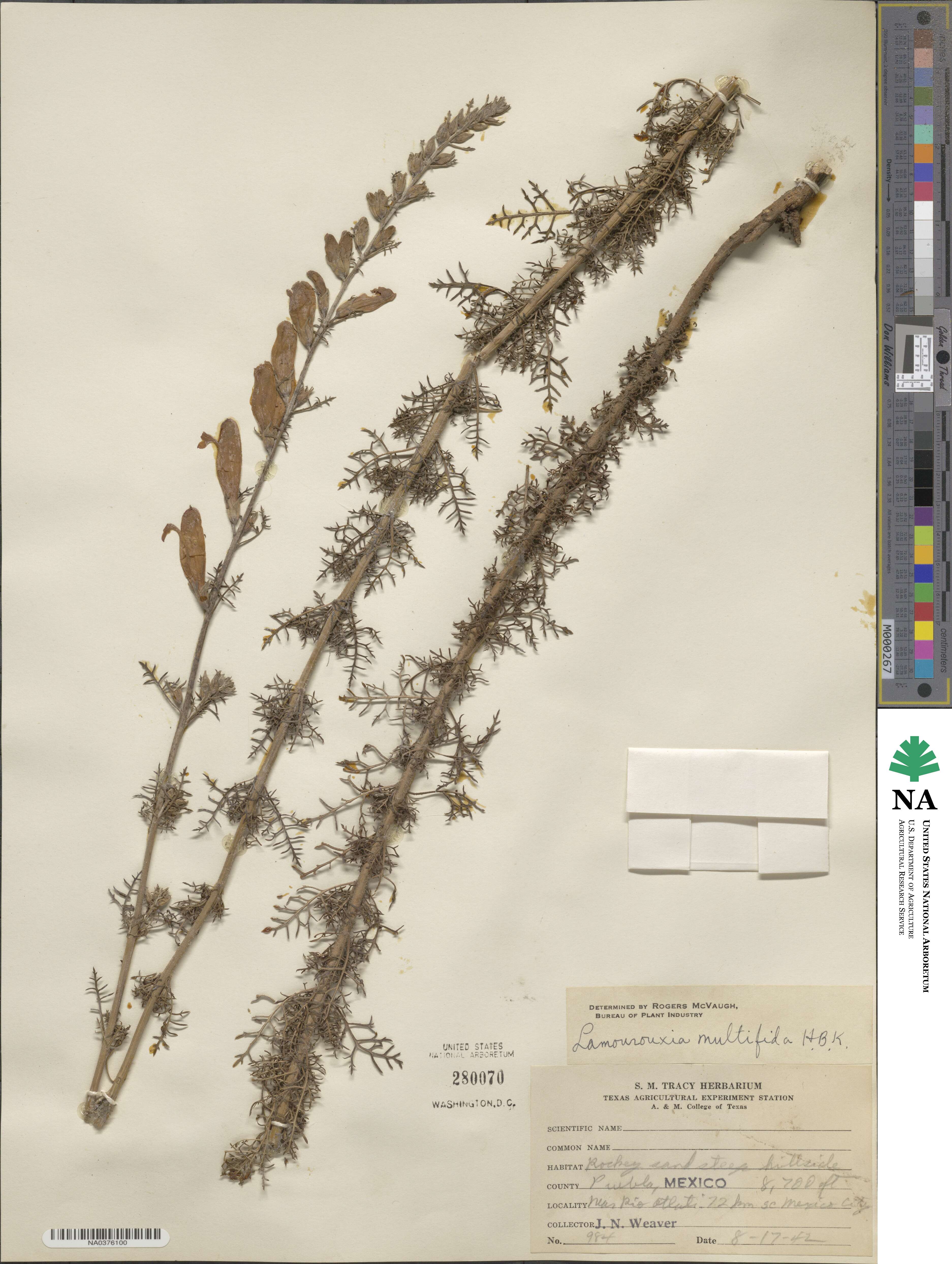 Lamourouxia multifida image