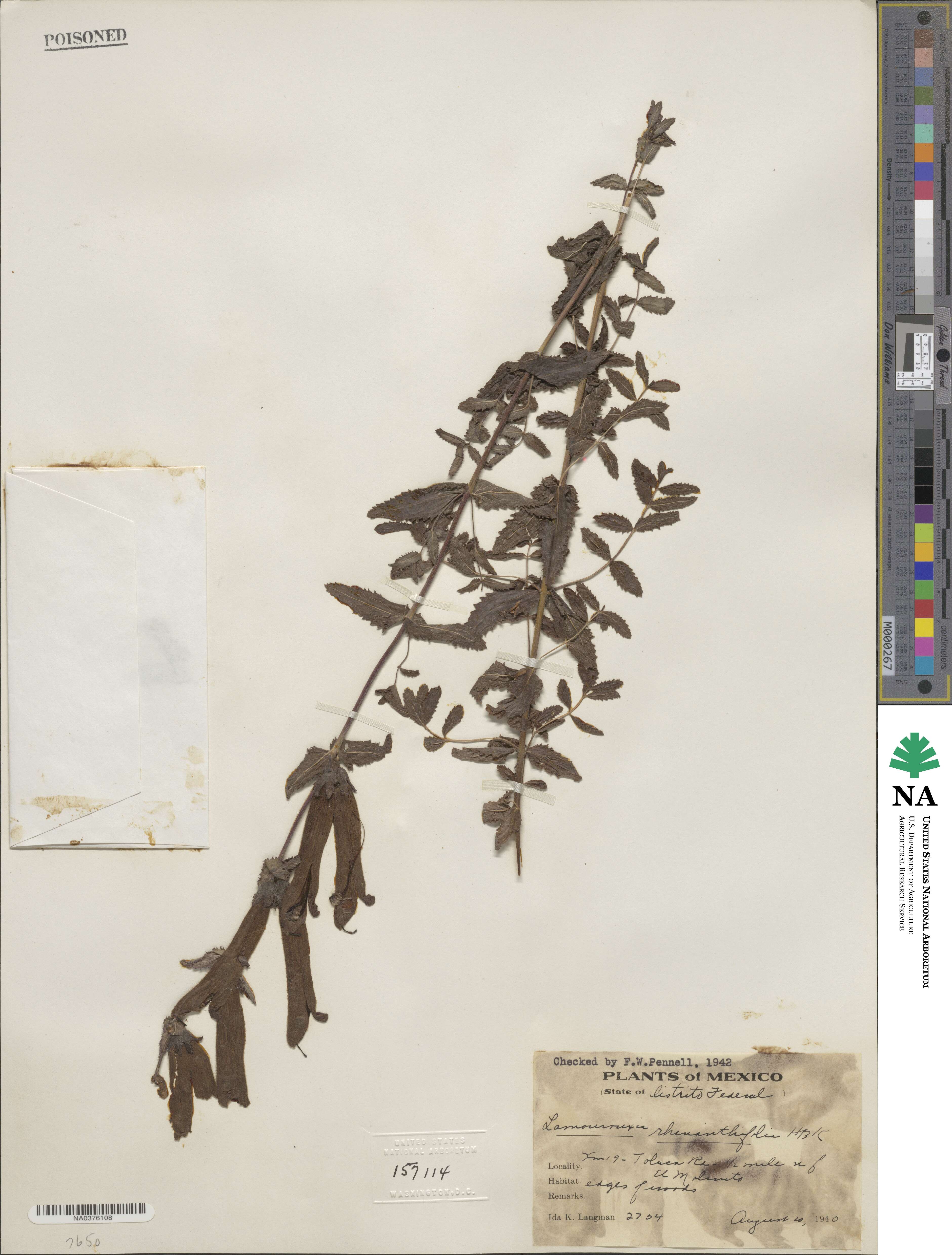 Lamourouxia rhinanthifolia image