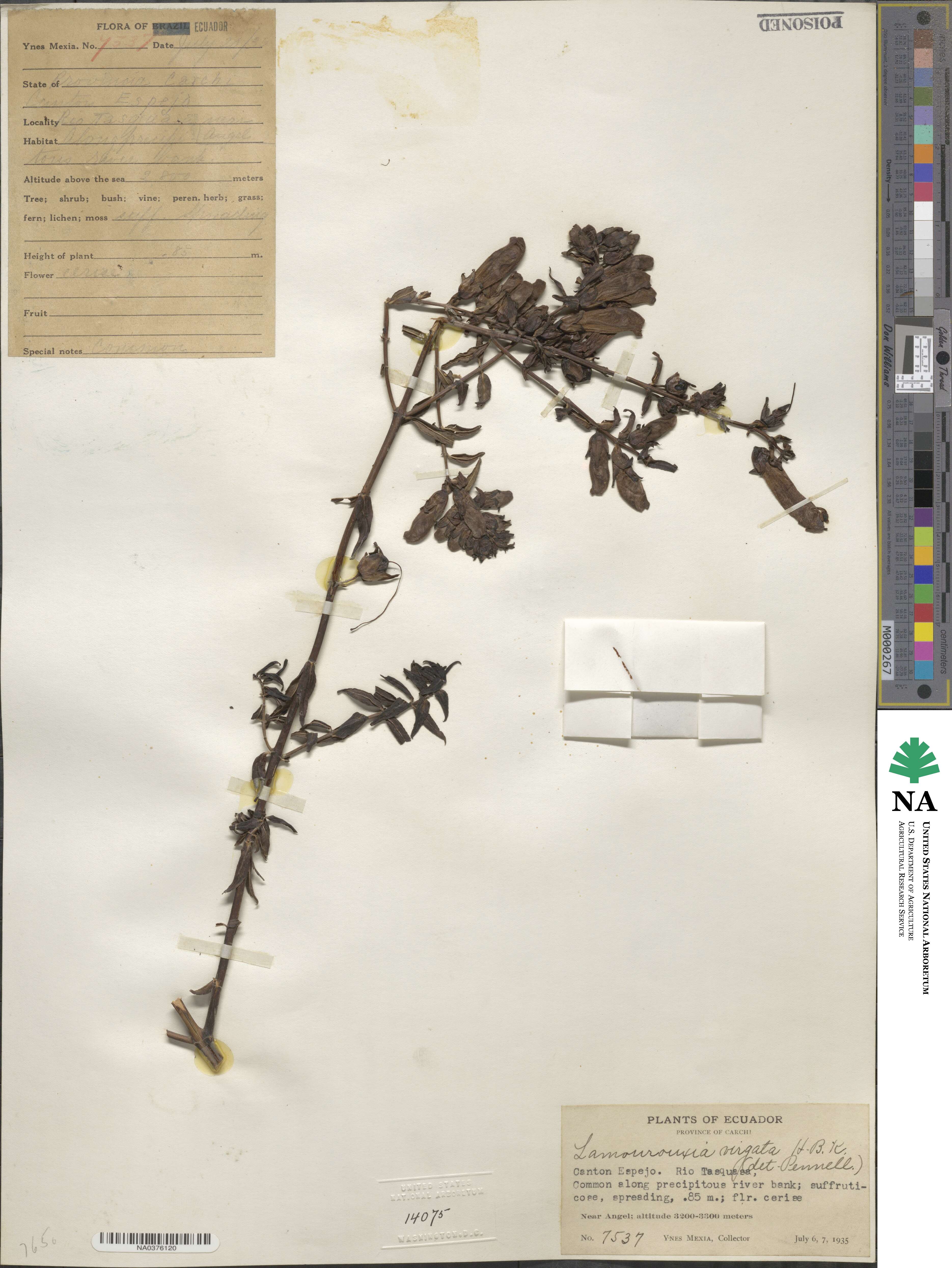 Lamourouxia virgata image