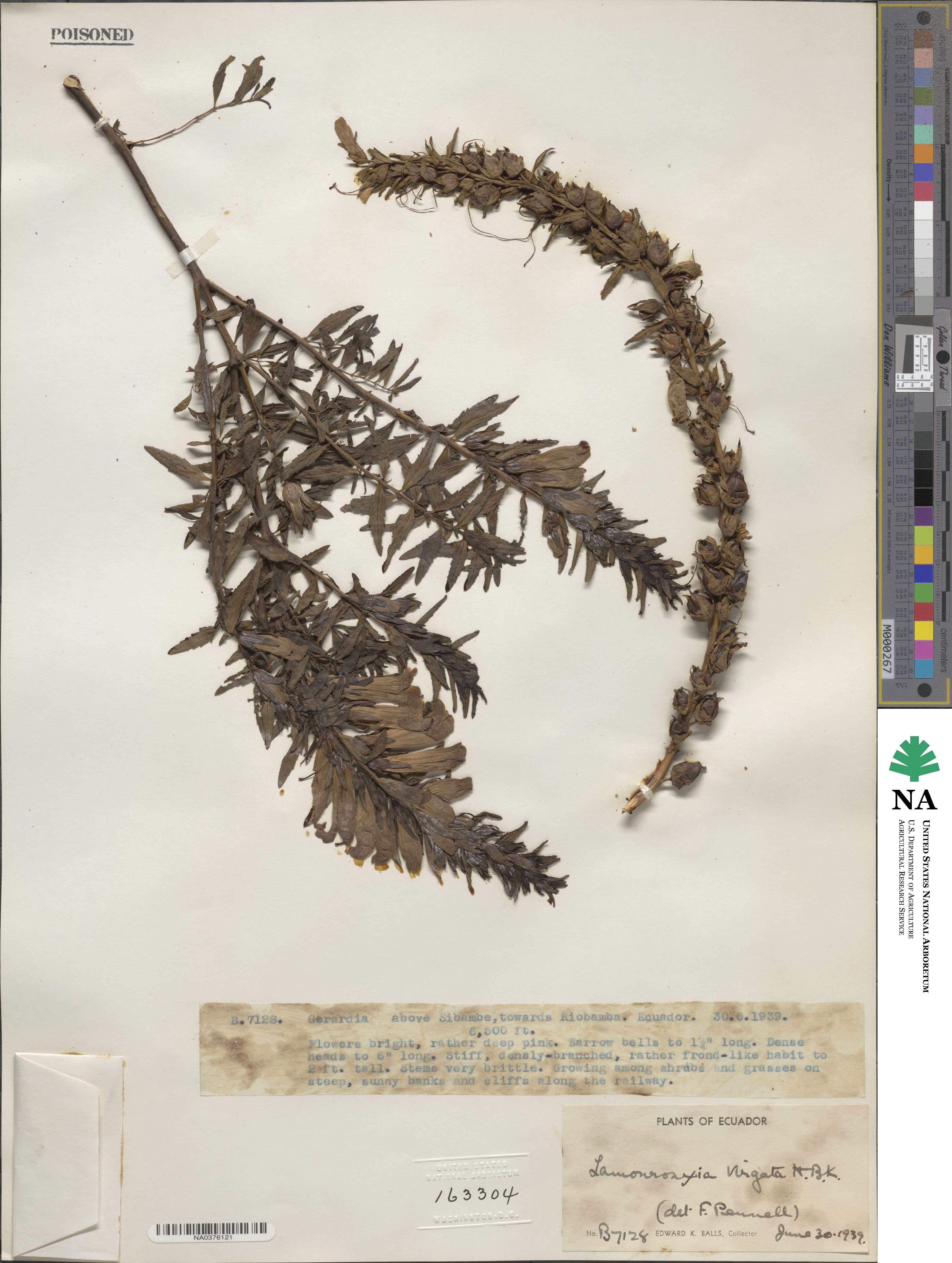Lamourouxia virgata image