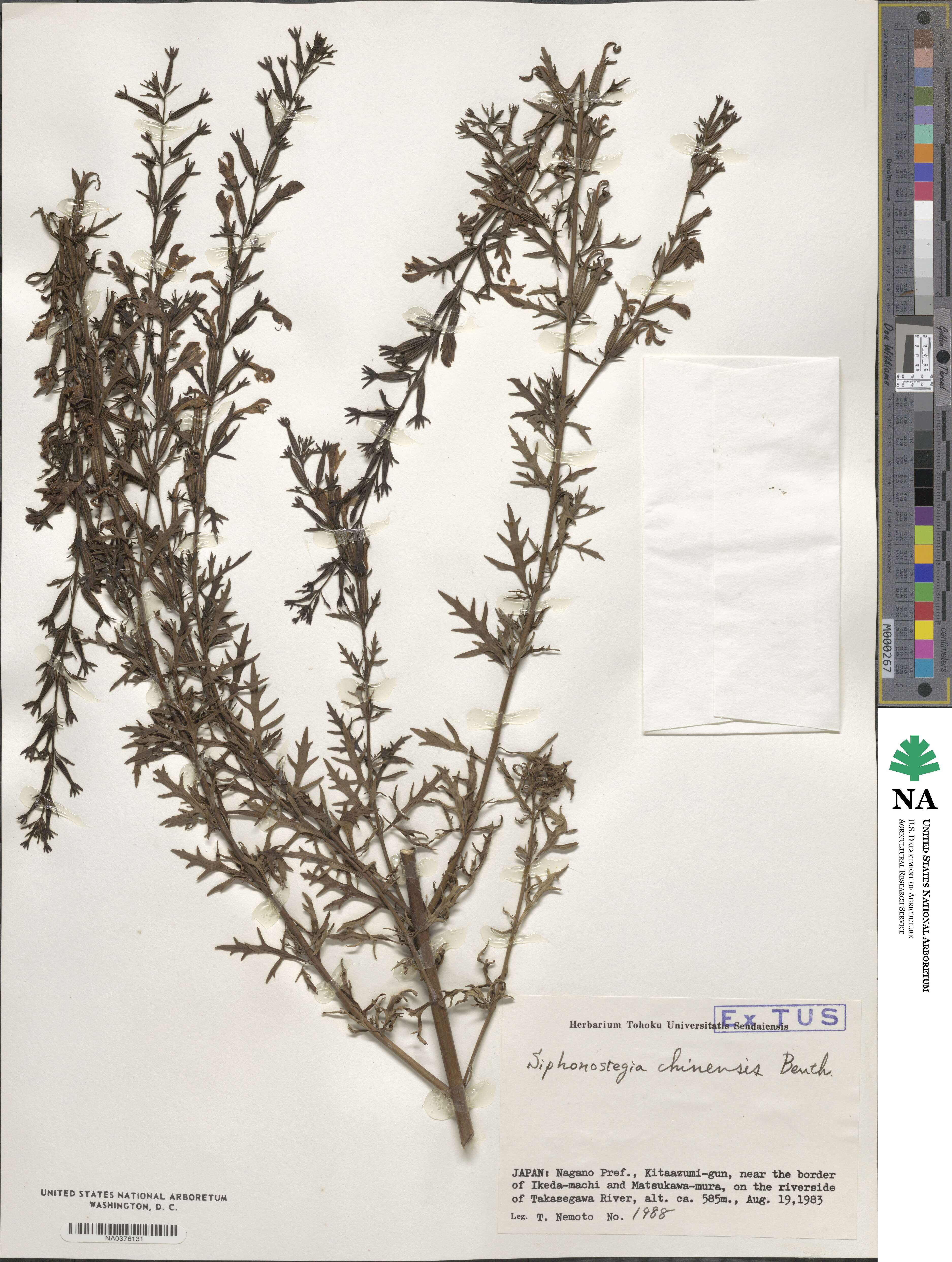 Siphonostegia chinensis image