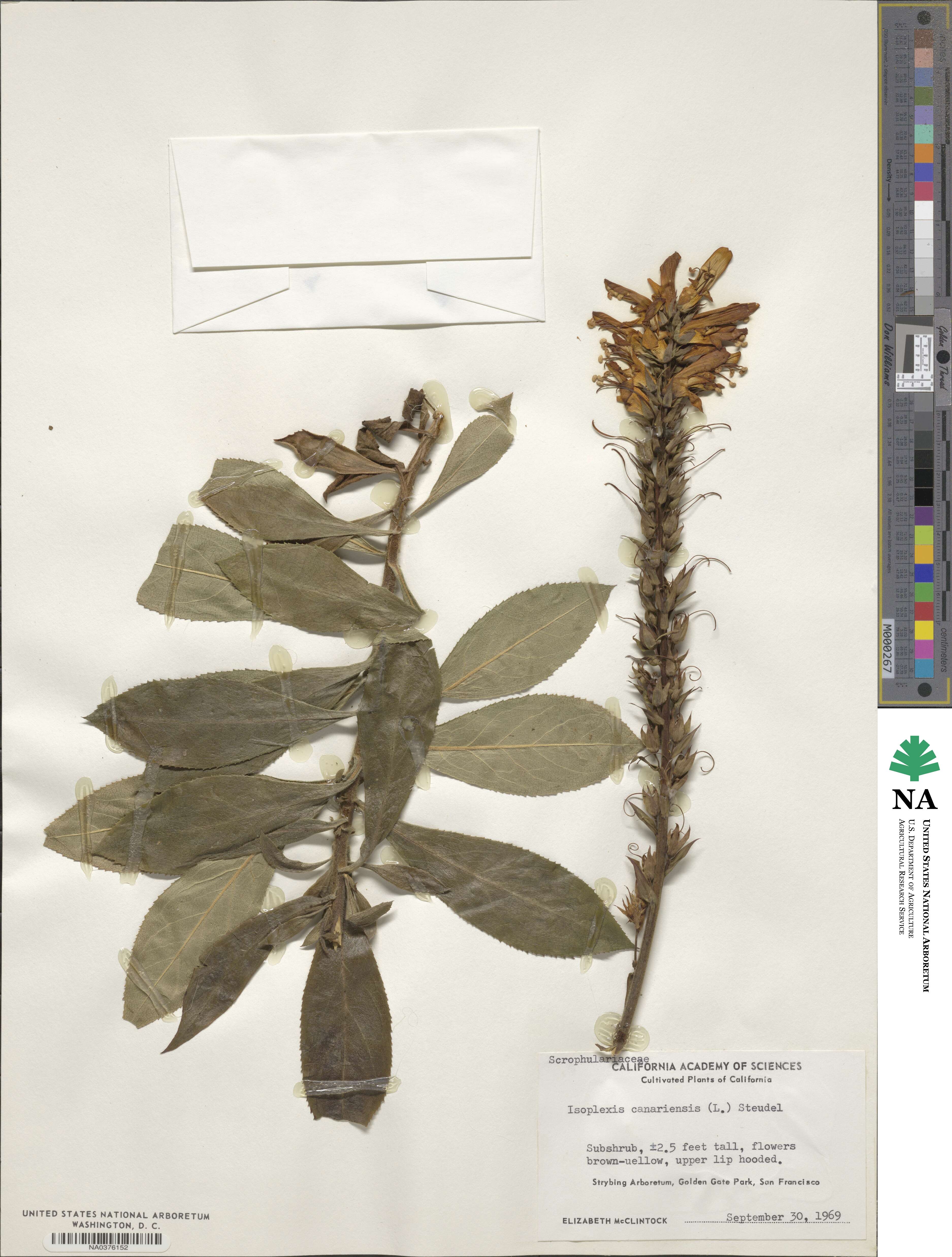 Digitalis canariensis image