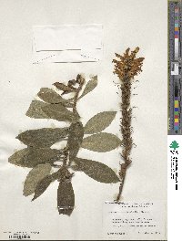 Image of Digitalis canariensis