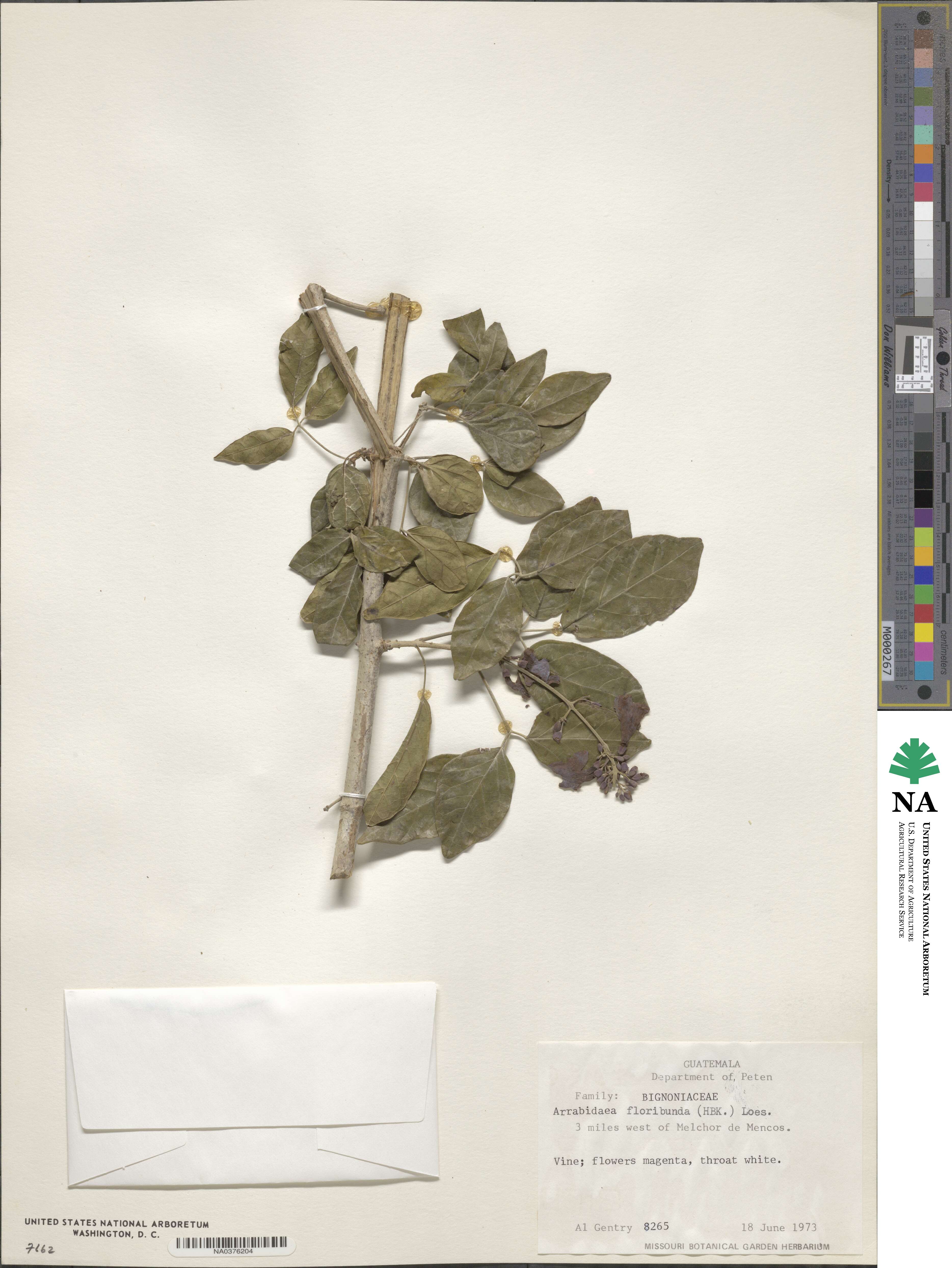 Fridericia floribunda image