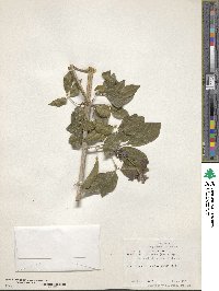 Fridericia floribunda image