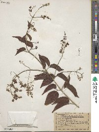 Fridericia floribunda image