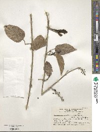 Tanaecium dichotomum image