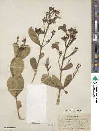 Arrabidaea platyphylla image