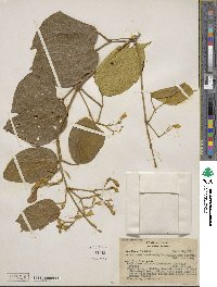 Tanaecium xanthophyllum image