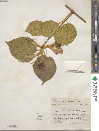 Tanaecium xanthophyllum image