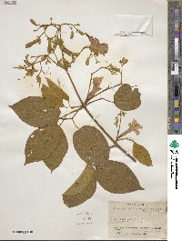 Tanaecium xanthophyllum image