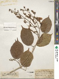 Tanaecium dichotomum image