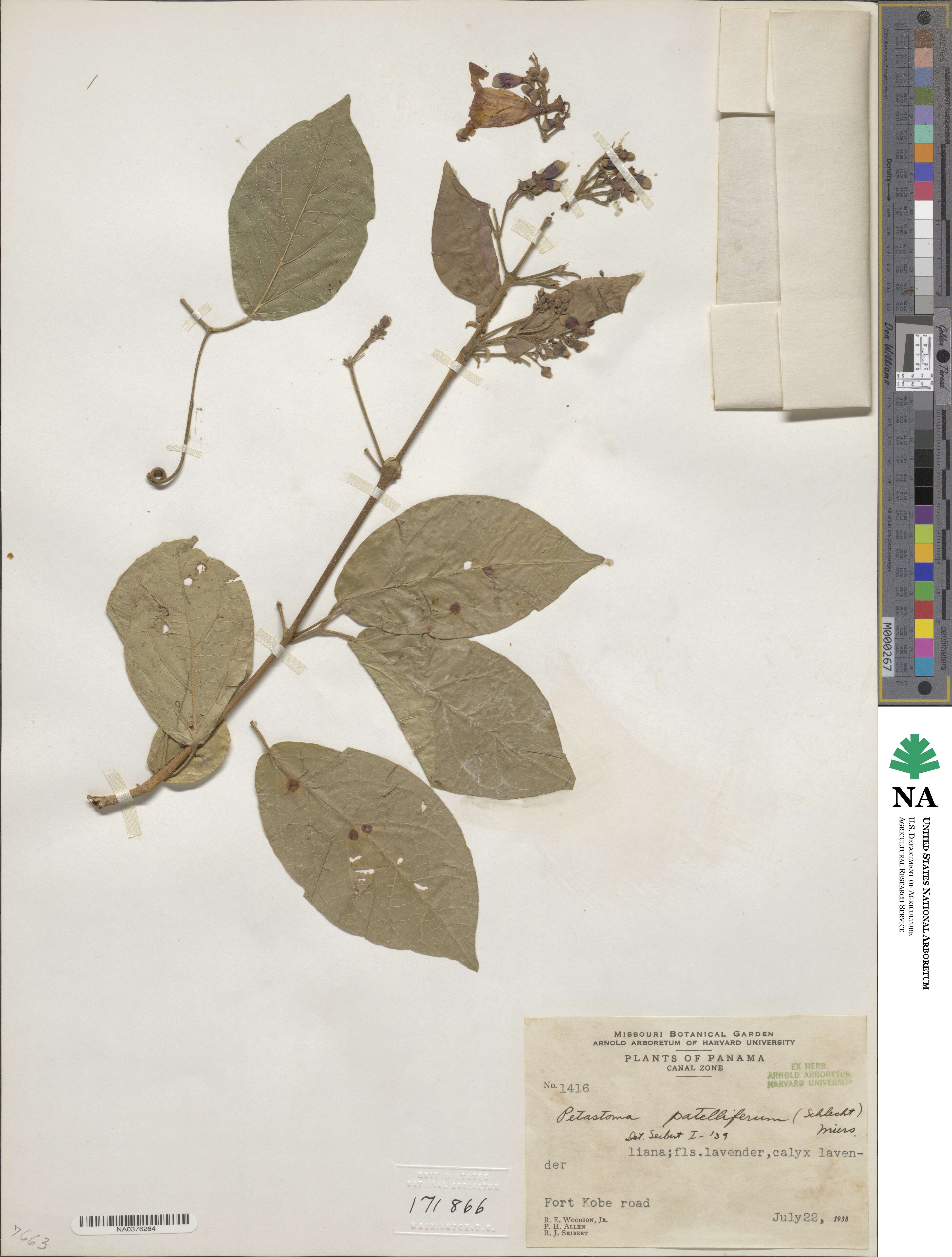 Fridericia patellifera image