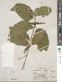 Fridericia patellifera image