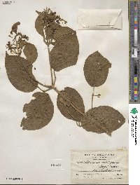 Fridericia patellifera image