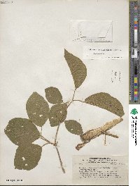 Fridericia patellifera image