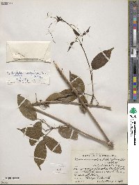 Image of Tanaecium caudiculatum