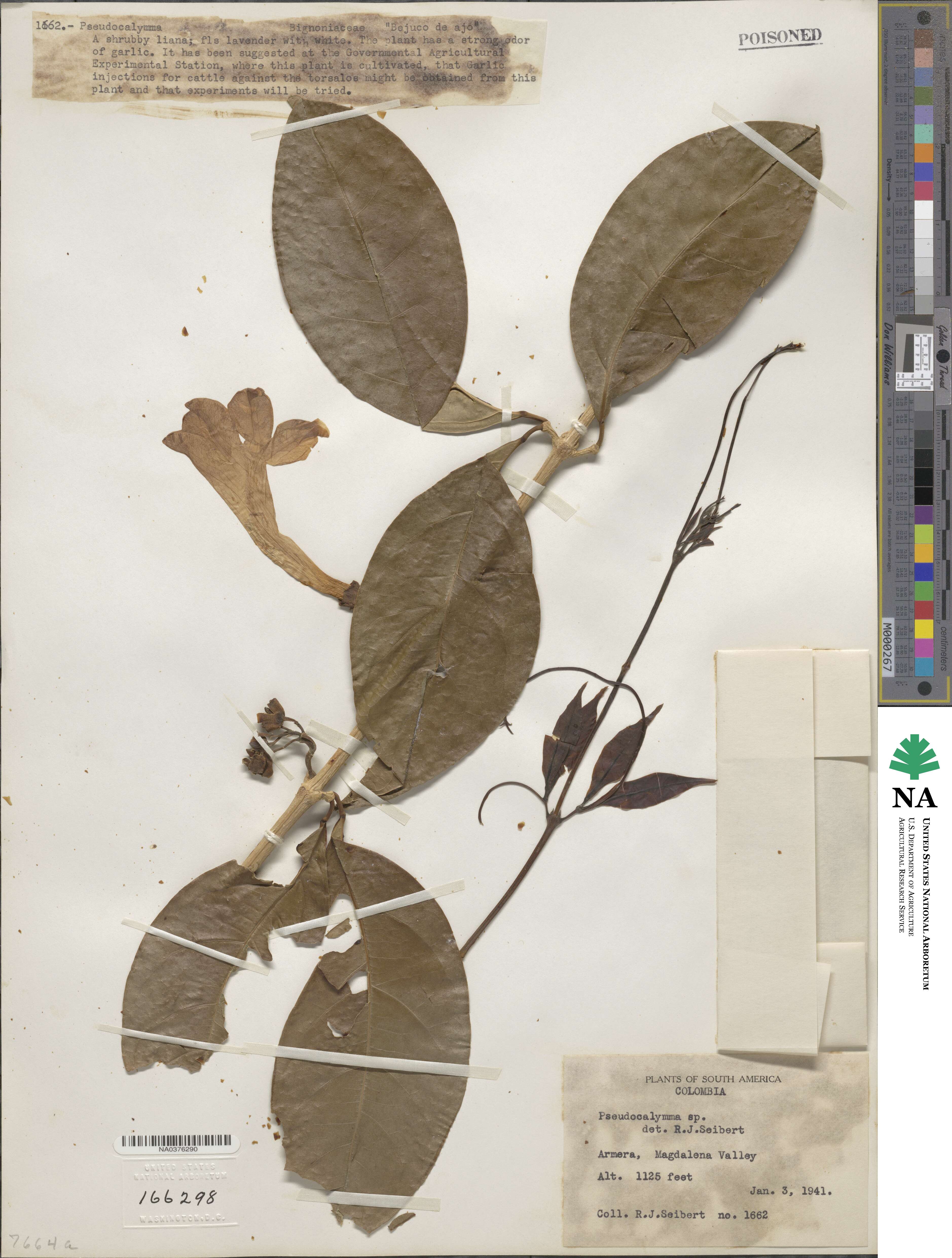 Pseudocalymma image