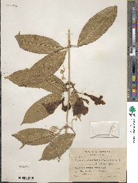 Bignonia binata image