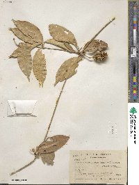 Bignonia binata image