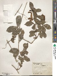 Bignonia callistegioides image