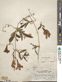 Bignonia callistegioides image