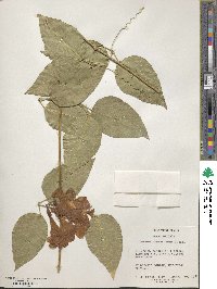 Bignonia binata image