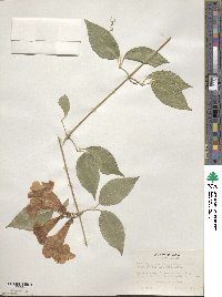 Bignonia binata image