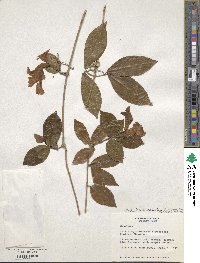 Bignonia callistegioides image