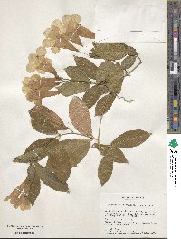 Bignonia callistegioides image