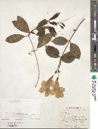 Bignonia callistegioides image