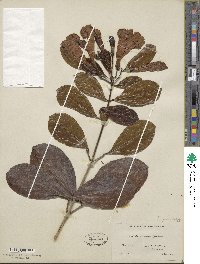 Bignonia callistegioides image