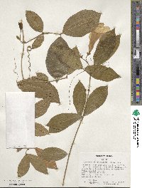 Bignonia callistegioides image