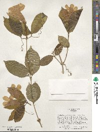 Bignonia callistegioides image