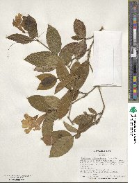 Bignonia callistegioides image