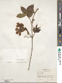 Bignonia callistegioides image