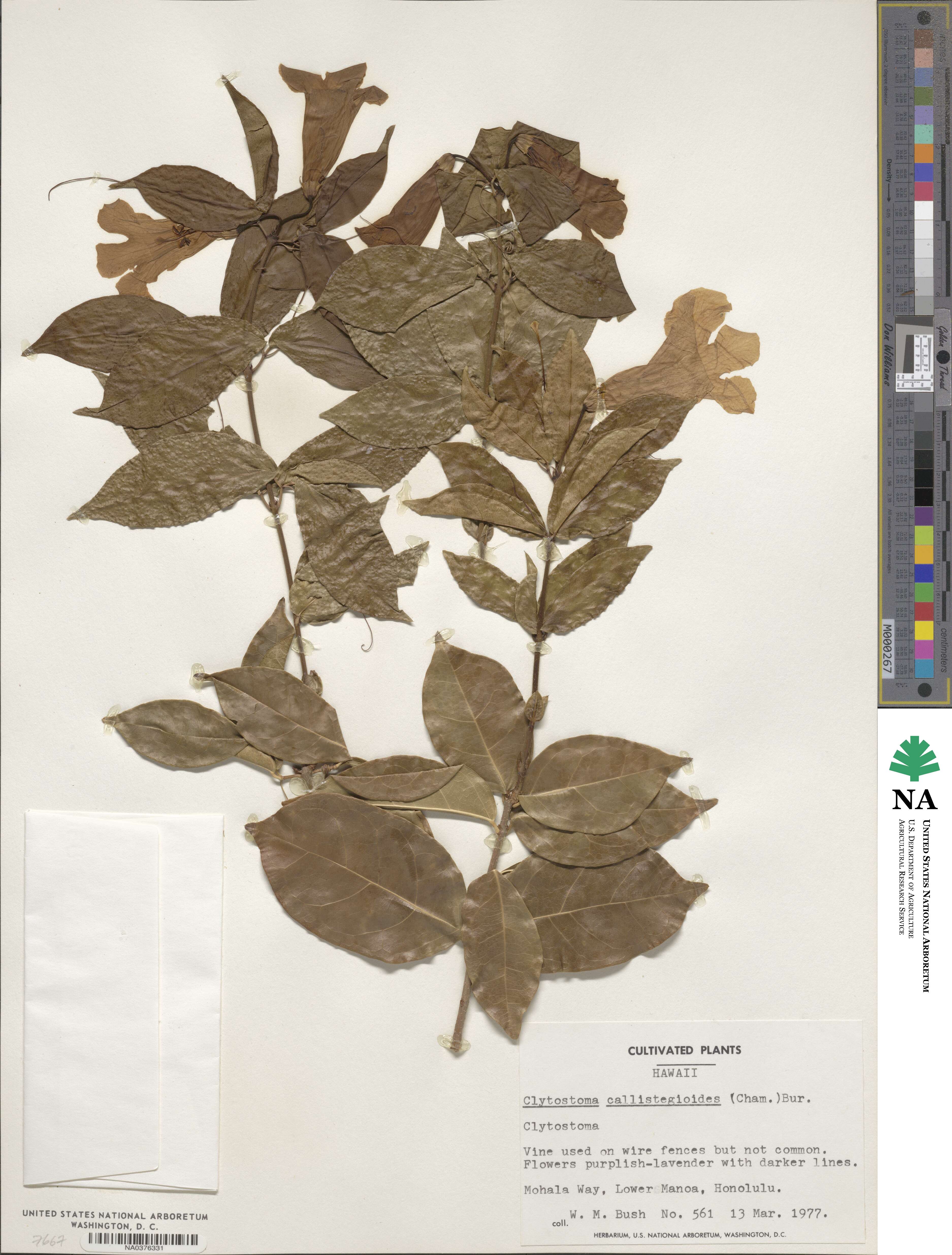 Bignonia callistegioides image