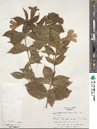 Bignonia callistegioides image