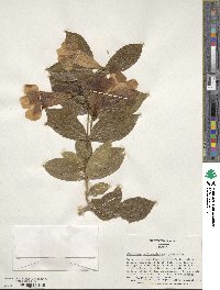 Bignonia callistegioides image