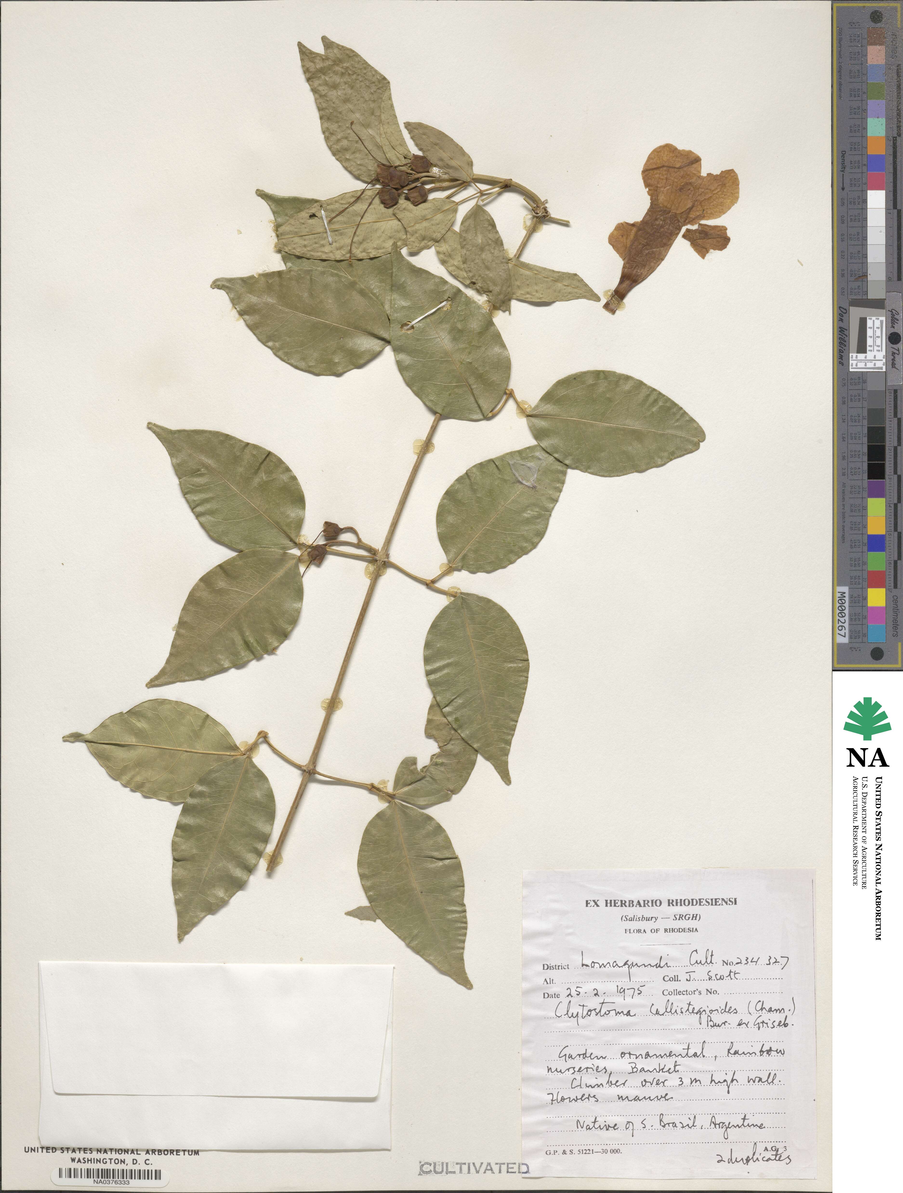 Bignonia callistegioides image