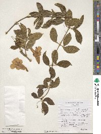 Bignonia callistegioides image