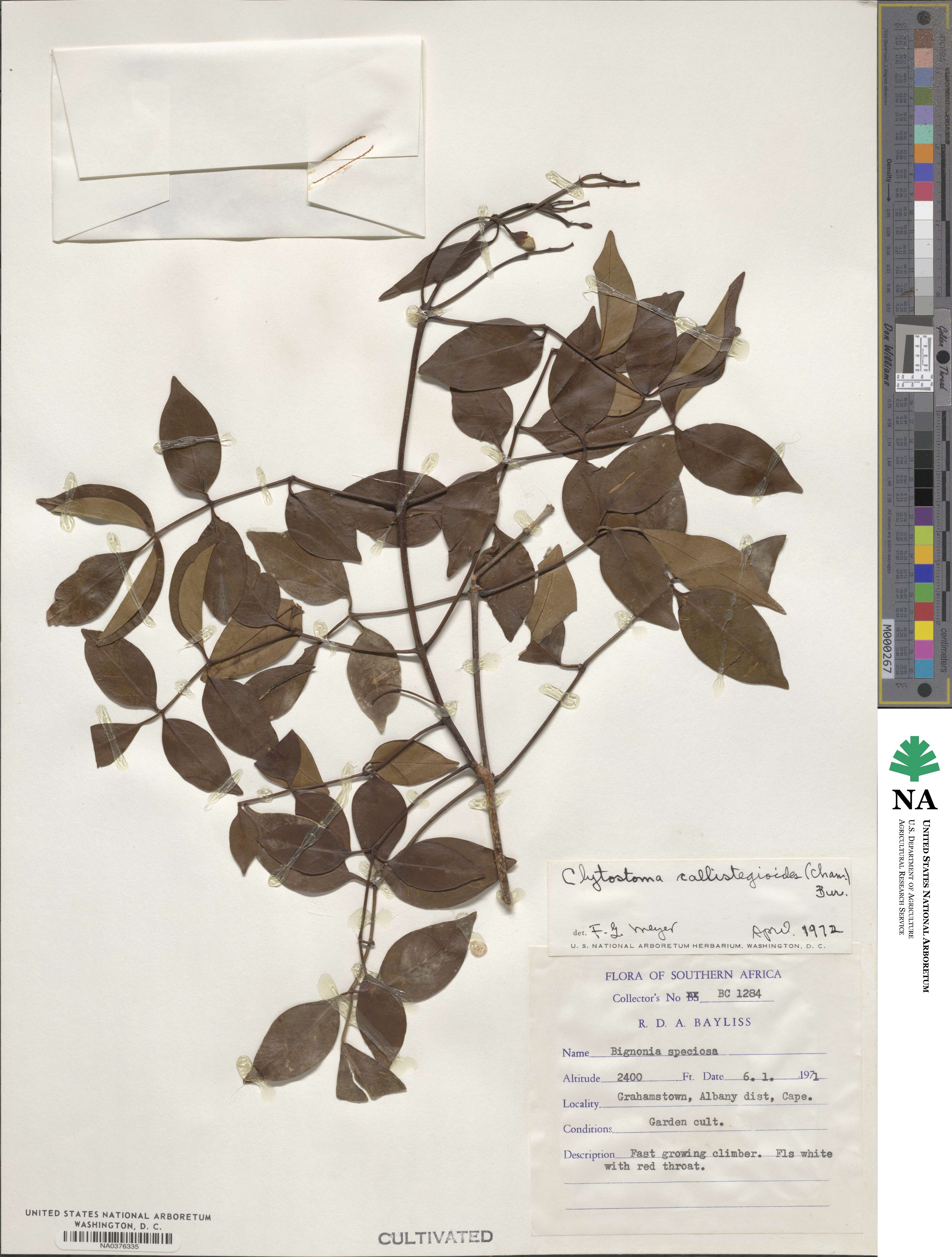 Bignonia callistegioides image