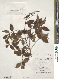 Bignonia callistegioides image