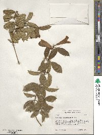 Bignonia callistegioides image