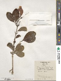 Bignonia callistegioides image